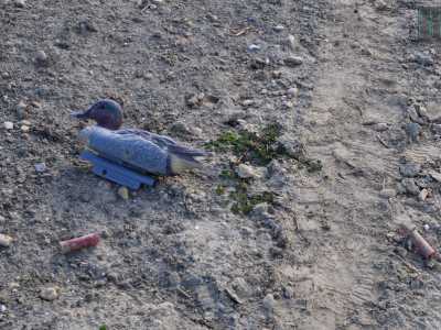 Ma ecco che sulla spiaggia scorgiamo un�altra presenza invasiva dell�uomo: dei bossoli esplosi di un fucile da caccia e un�anatra di plastica per richiamare gli uccelli